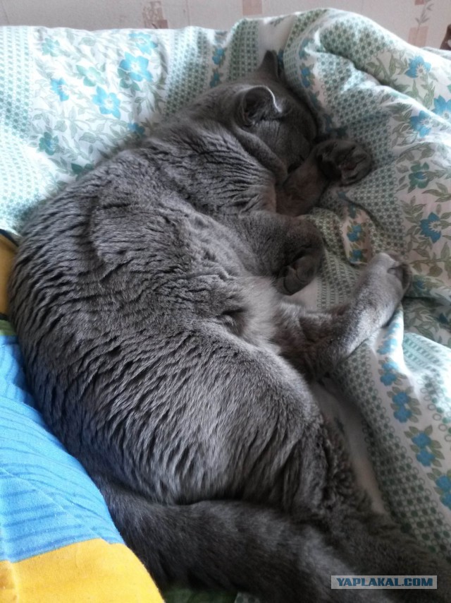 Котовторник 29.08.2017