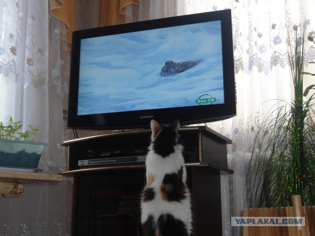 Котовторник