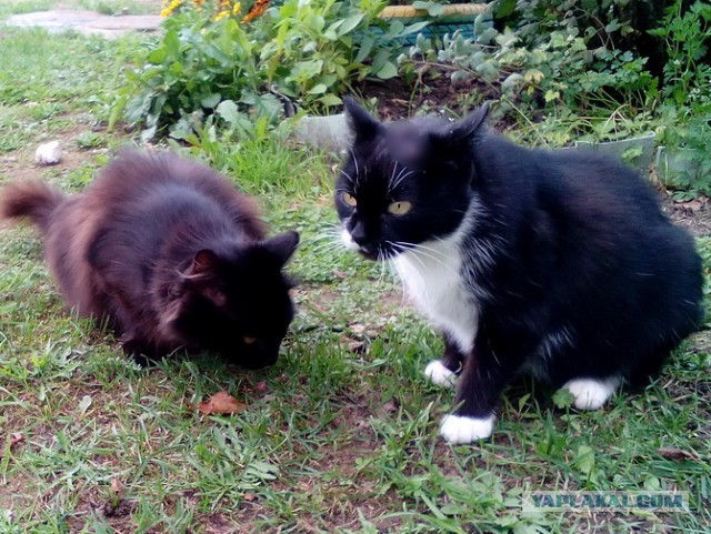 Котовторник 07.11.2017