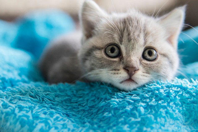 Котовторник