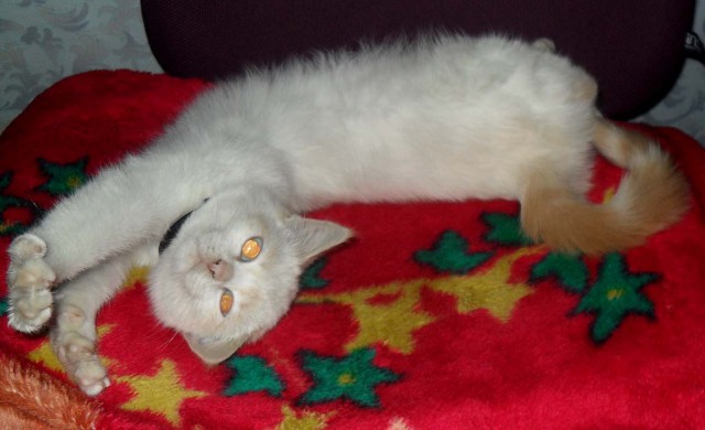 Котовторник