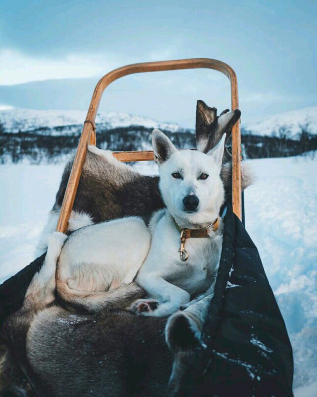 Живность из сети