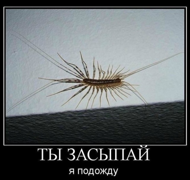 Сколопендра