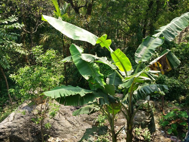 К живым мостам и обратно. Заметки из Индии