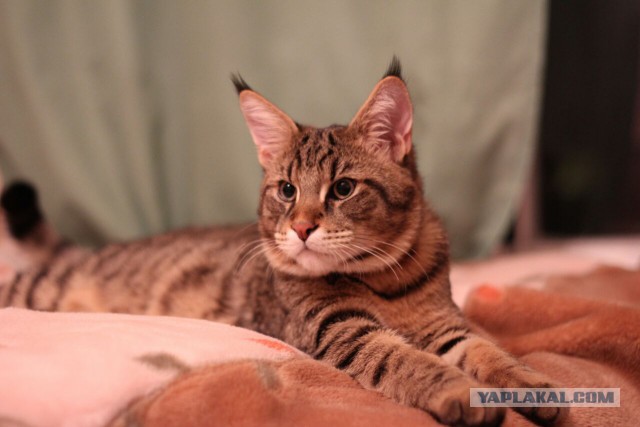 Котовторник ждали? А вот и он!