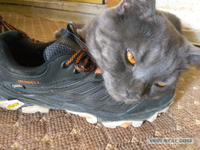 Котовторник 05.06.2018