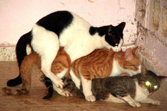 Не все коту масленица