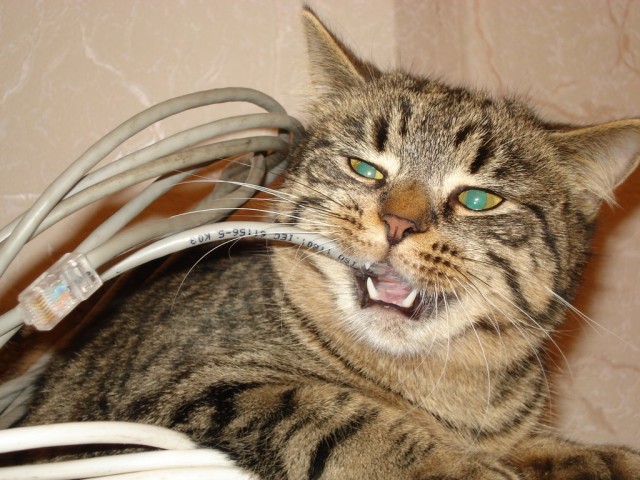 Котовторник в ЯПонии (58 фот)