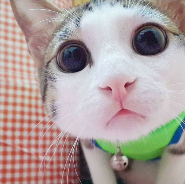 Прикольных котов пост