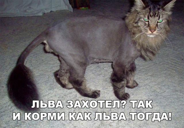 Немного милоты