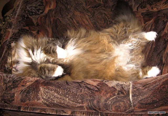 Котовторник, для любителей кошек