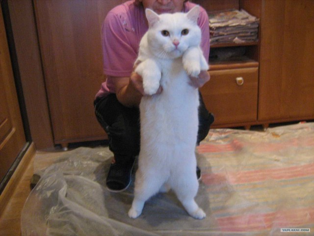 Профессиональный котовторник