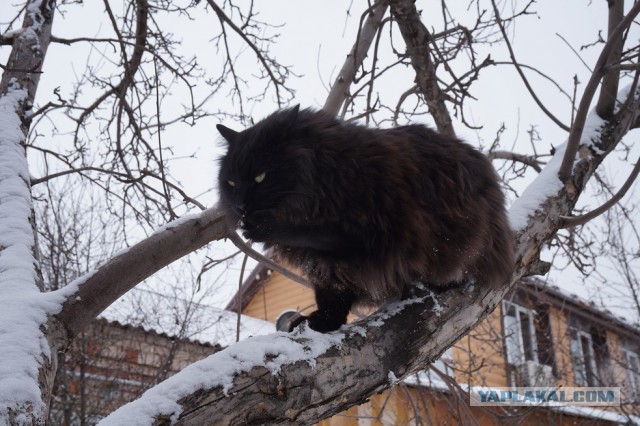 Деревенские приколы