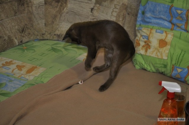 Котовторник (14.02.2012)