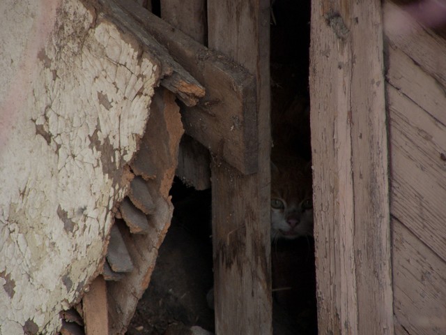 КОТОВТОРНИК (6.03.2012)