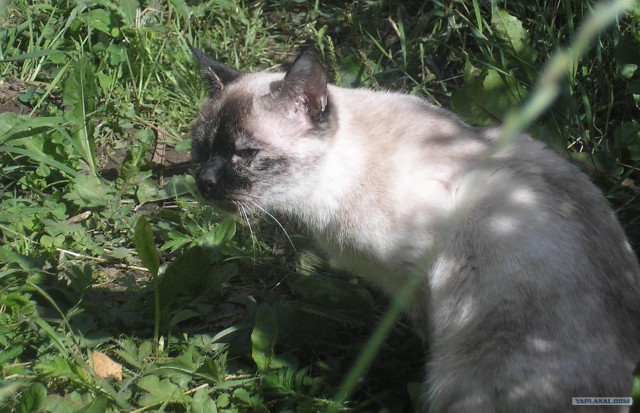 Леди Абигайль