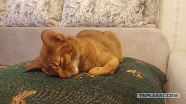 Как спят наши животины....