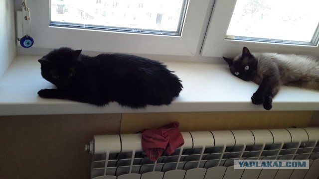 Котопост