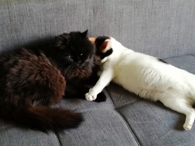 Давайте по котикам, которые с нами на самоизоляции