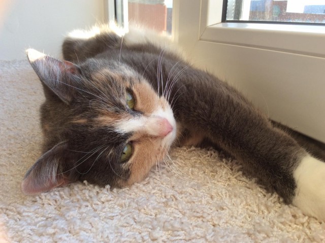 Давайте по котикам, которые с нами на самоизоляции