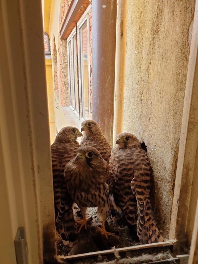 Забавные животные