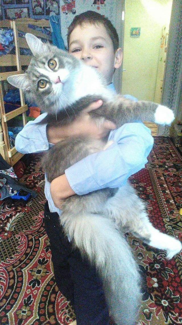 Эти забавные животные
