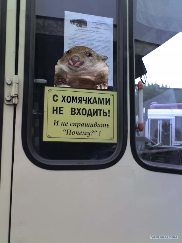 Не входить с беляшами!