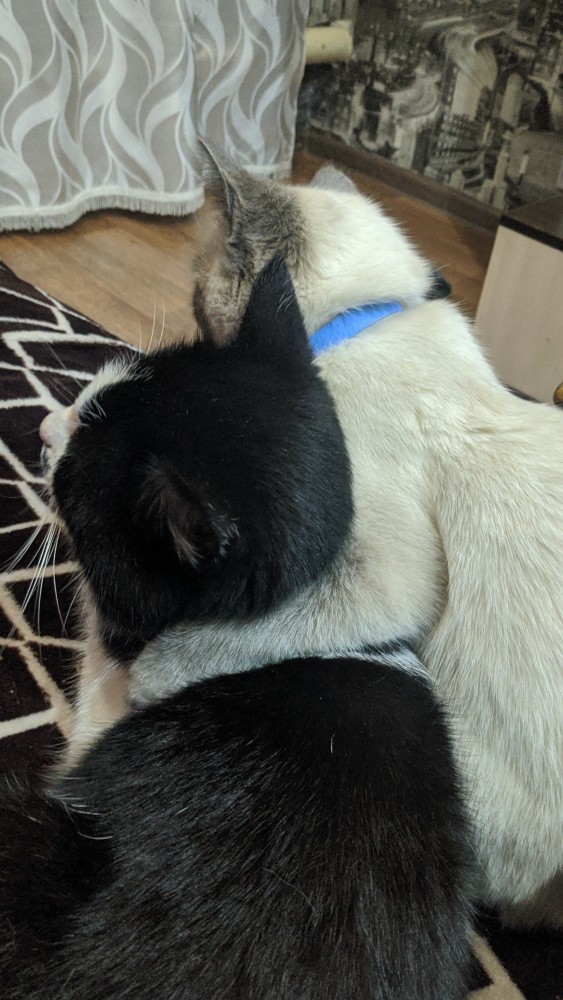 На утро котовтоника!