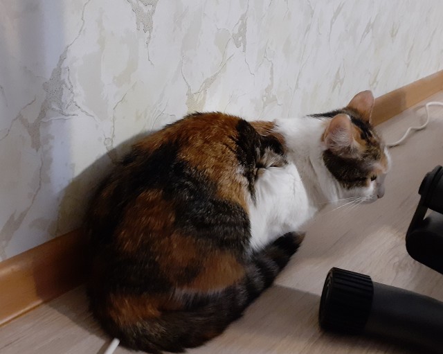 Новогоднее чудо!