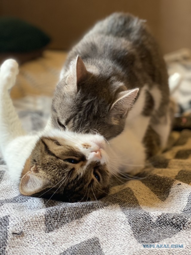 Котовторник. Добавляйте своих