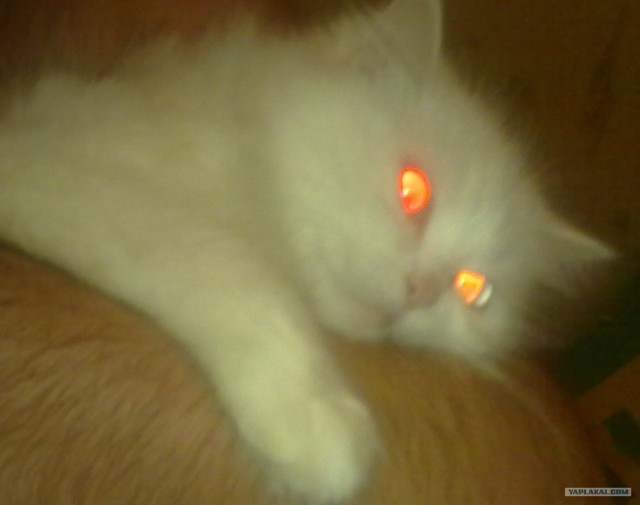 Котэ жгет лазером