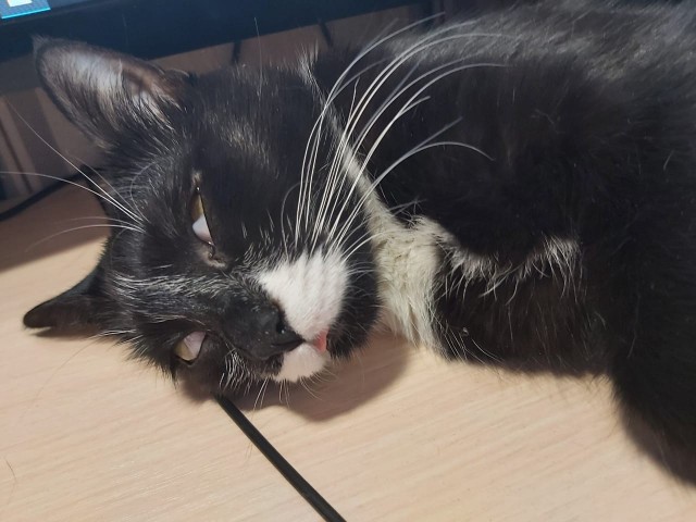 Котовторнику быть!