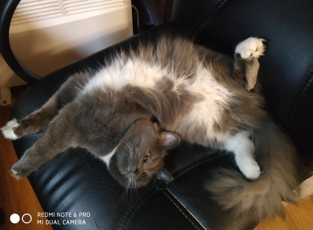 Котовторник!