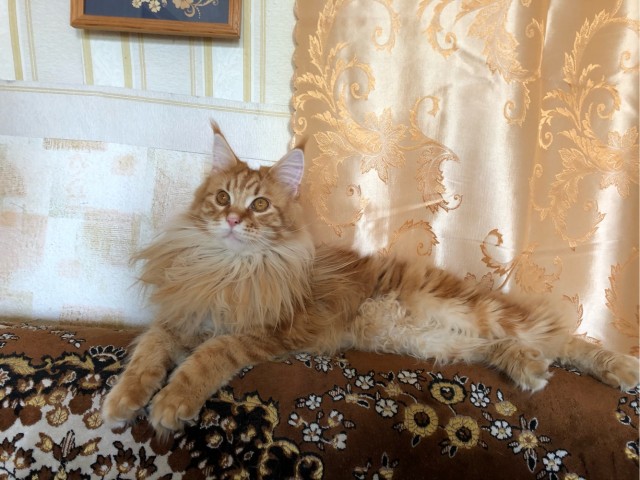 Котовторник же!
