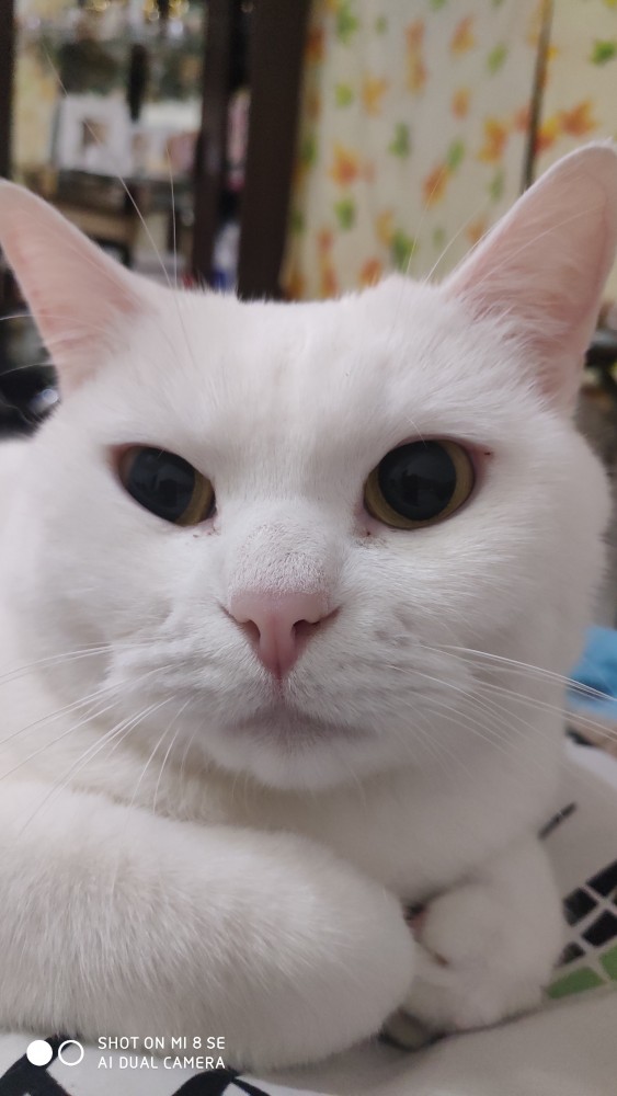 С котовторником!