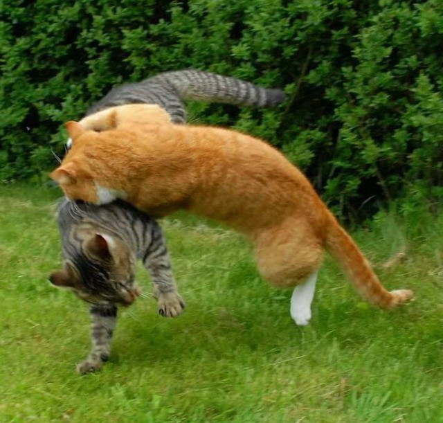 Которник