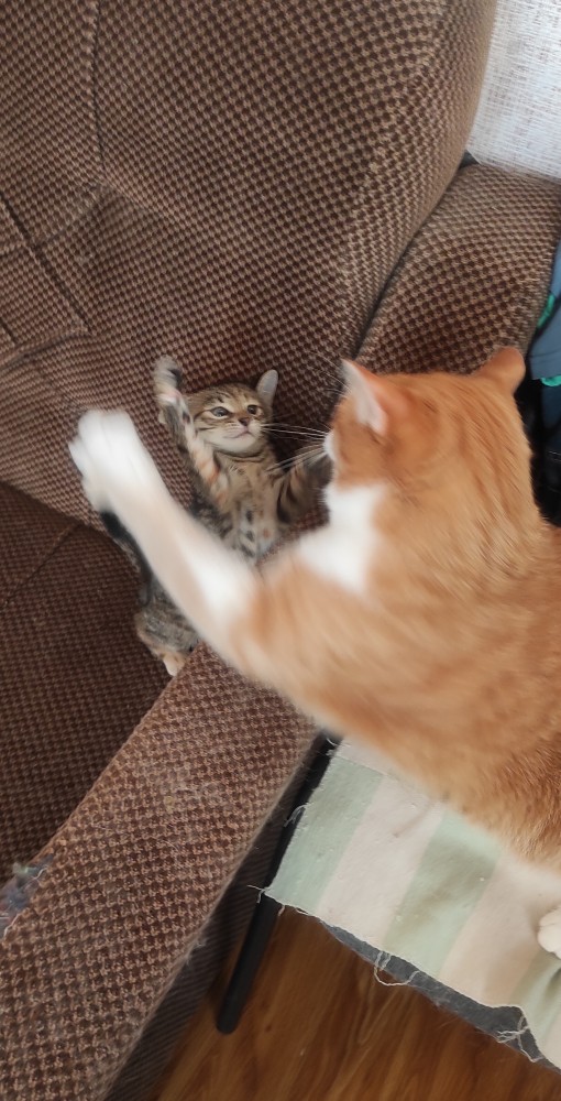 Хоба! Котовторник!