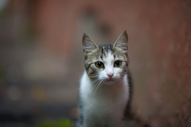 Котовторник 05.10.21 г
