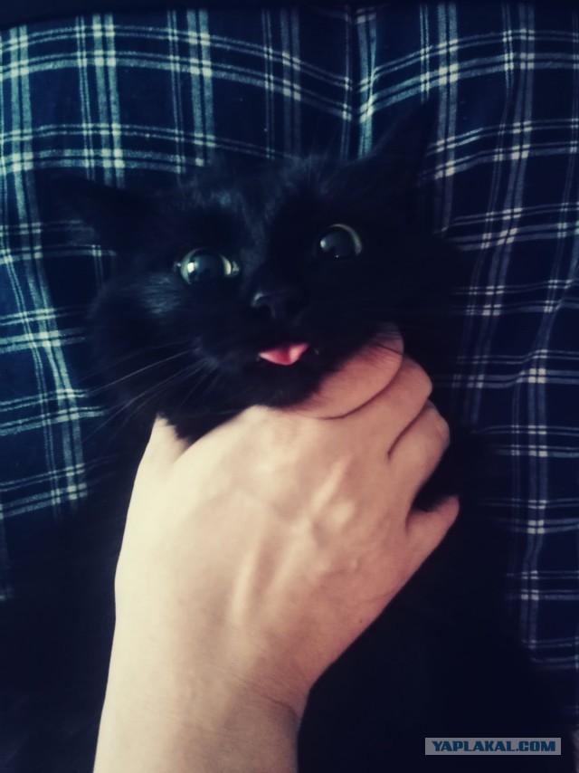 Новая хозяйка (к котовторнику)