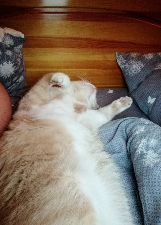 Котовторнику быть