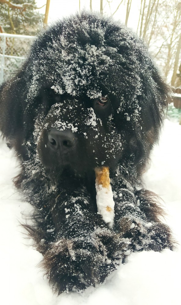 Собакочетверг
