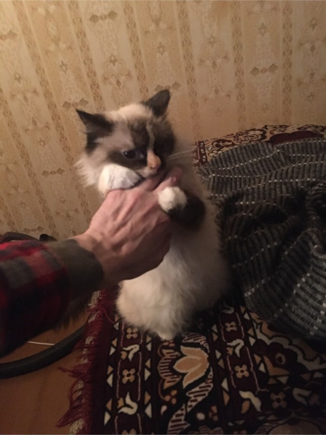Что-то котовторник никто не начинает...