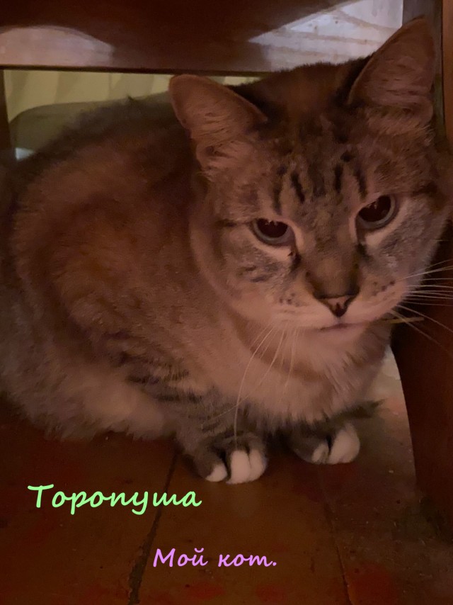 Жизнь домашнего приюта "Котоленд" 320