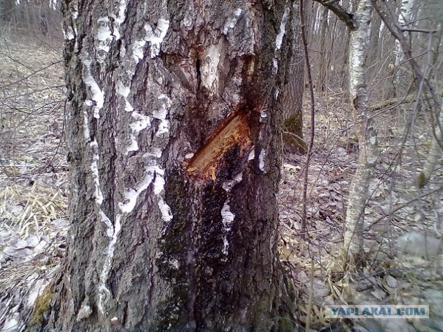 СОК Берёз и клёнов