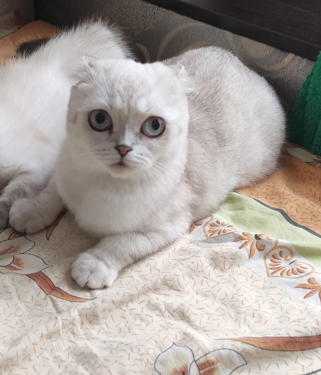 Красавица