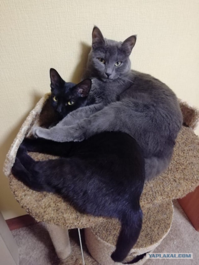 Котовторник 18.10.22
