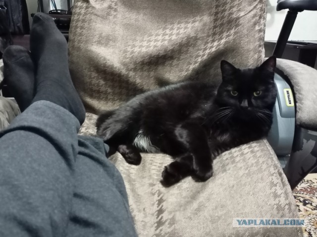 Шерстяной котовторник. Октябрь 2022
