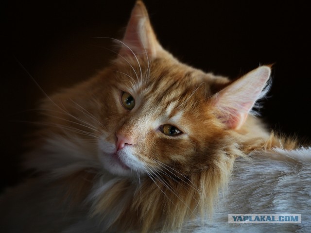 Котовторник  19.03.2013