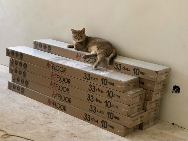 Котодракула