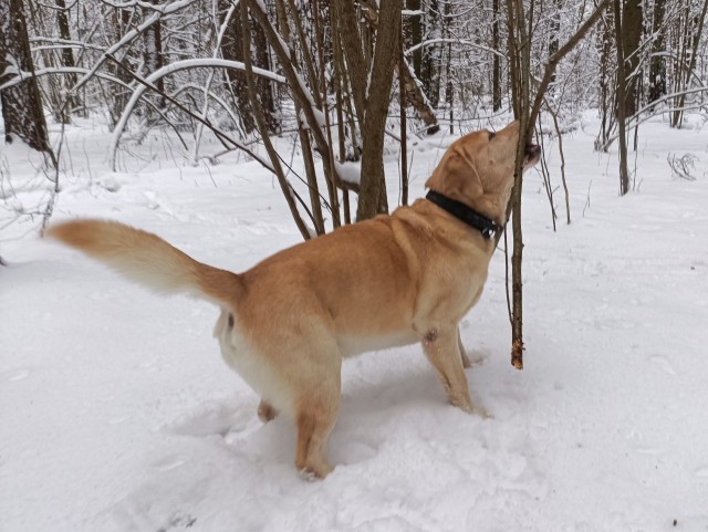 Будущий лабрадор